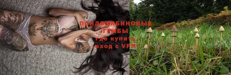 магазин продажи   Спасск-Рязанский  Галлюциногенные грибы Psilocybe 